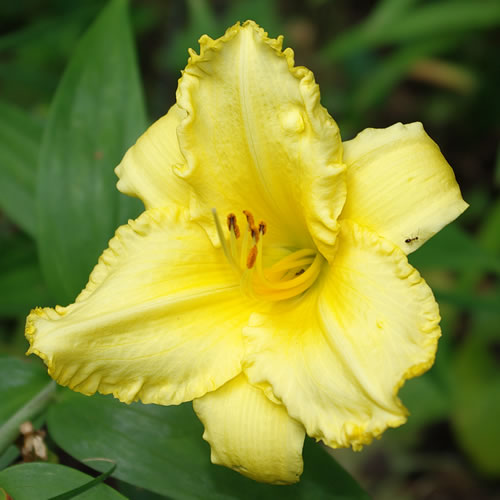 Hemerocallis Gold Embroidery